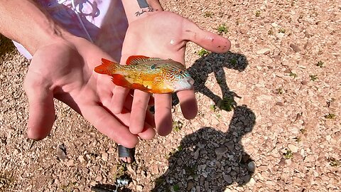 Wade fishing and dodging cottonmouths on Illinois River | Fayetteville AR