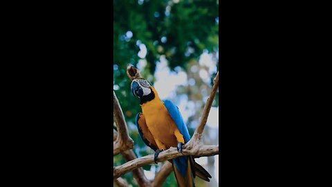 Macaw Dancing