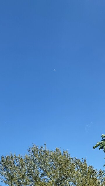 Daytime "Moon 🌖"on the loose