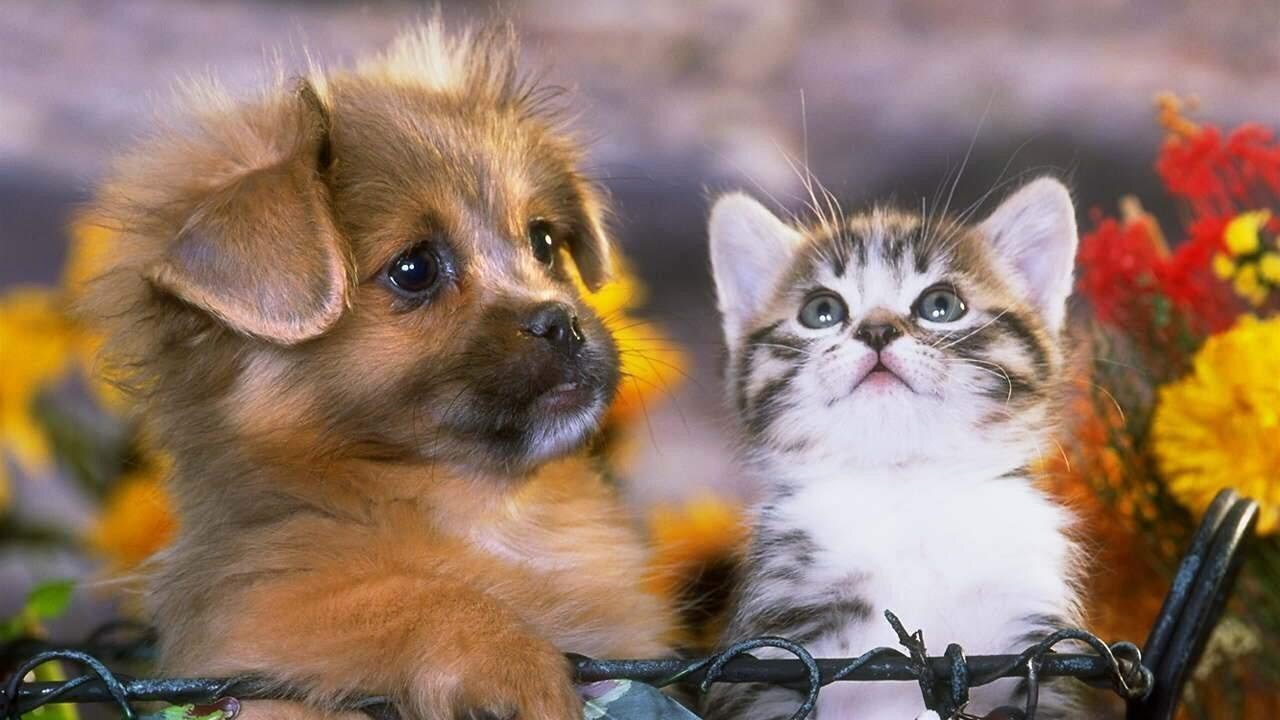 Very funny videos about dogs and cats 😻 Try not to laugh!