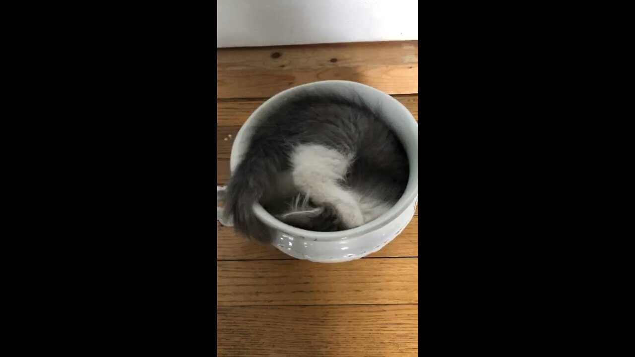 Donny Kitty in Antique Piss Pot