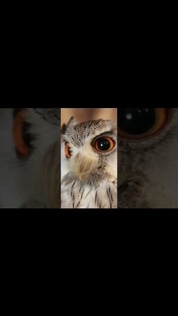 Owl Sounds #Shorts 🌲