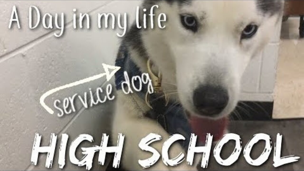 A Day In My Life // High School with a Service Dog