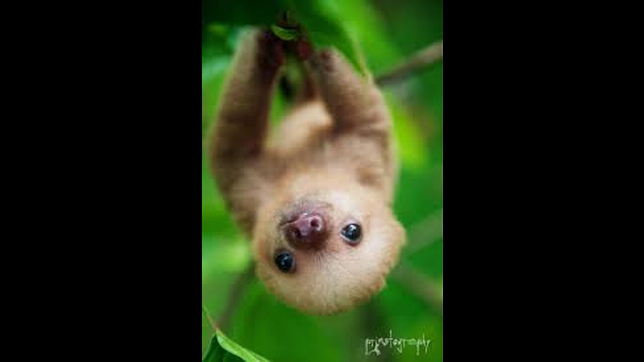 CUTEST BABY SLOTH EVER!!!