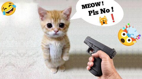 Funny cat 😽 vs Gun 🔫 - Funny Animals 😂 playing dead on finger shot Compilation ||