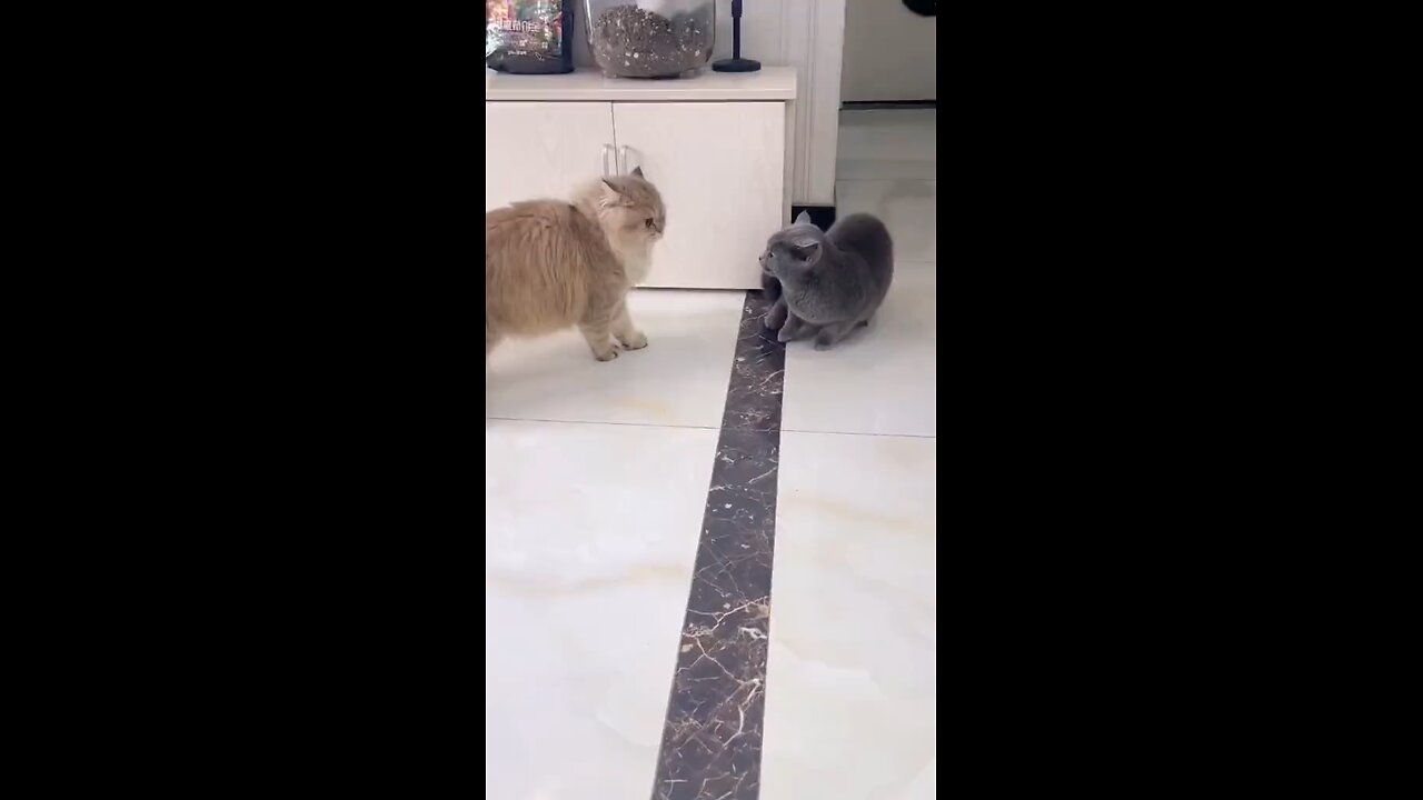 A tug-of-war between two cats continues