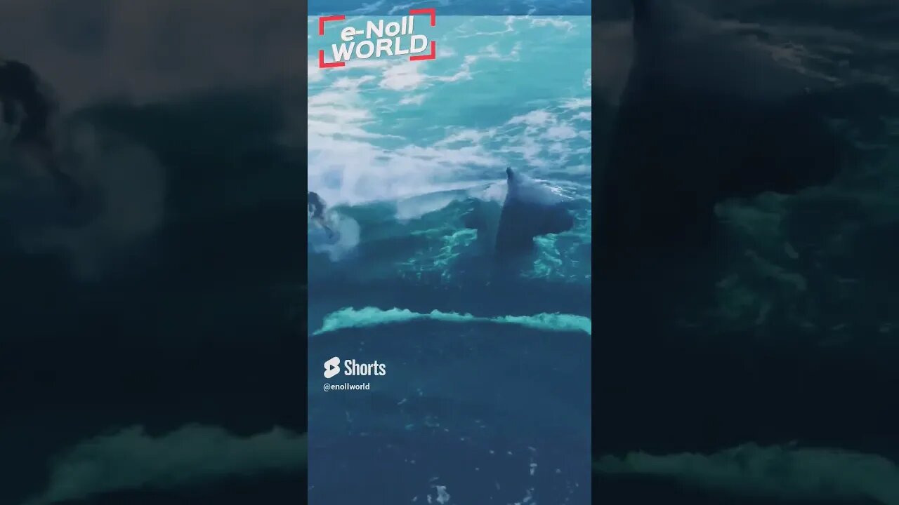 SURFING WITH WHALE #shorts #yearofyou #animals