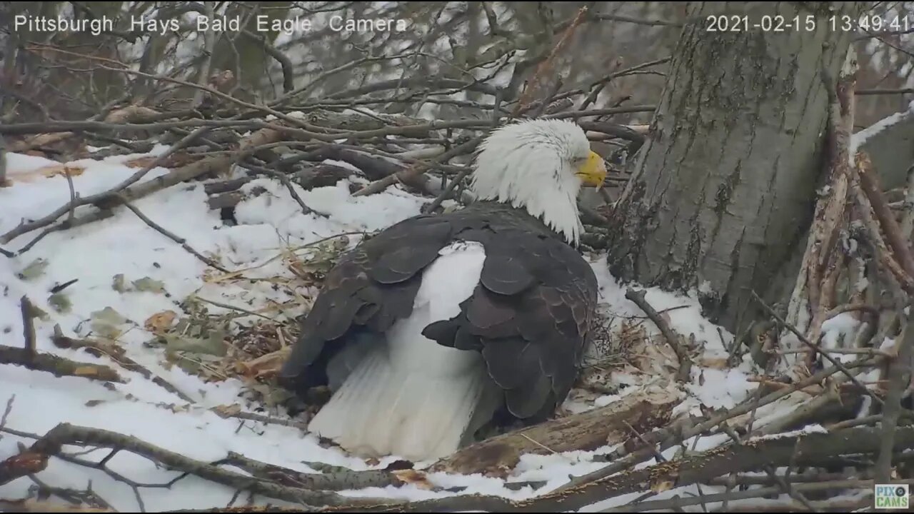 Hays Eagles Mom early labor study 2021 02 15 1:42PM