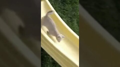 cat fails | cat try to climb the slide | Funny cute pets lovers, #Shorts