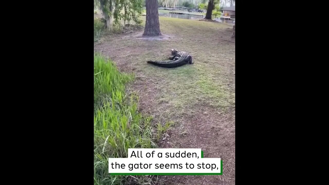 Gator Comes After Caught Fish