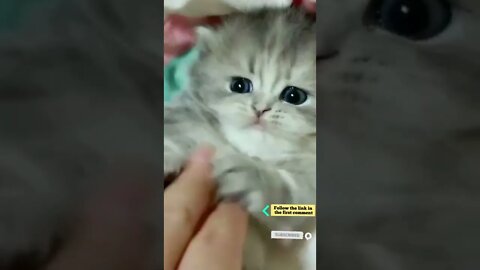 cute cat videos 😹 funny videos 😂 710 😻 #shorts #shortsfunny #cutecat #funnycat #catvideos #catscare