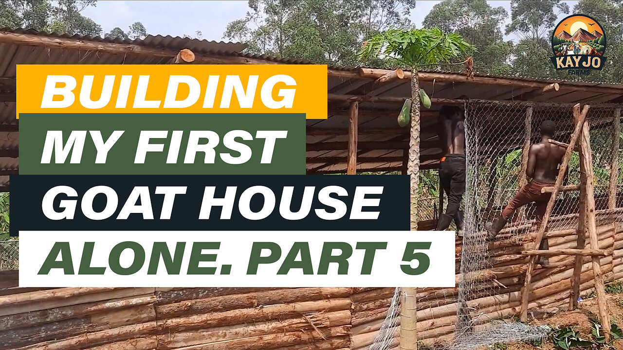 Building My First Goat House Alone Part 5 | ep9 #goatfarming #farming