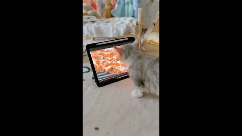 Catty eating barbique Feelings 😂♥️