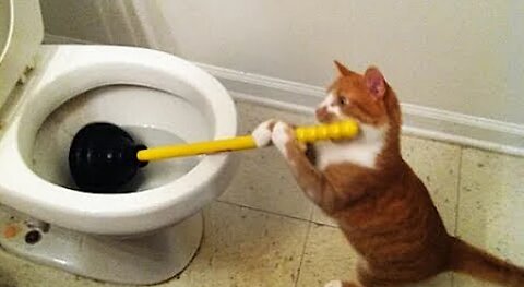 Try to stay SERIOUS -The most popular CAT videos