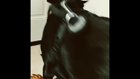 Bella Beanie and Roscoe Fighting! 🐾🐕🐕‍🦺🐾#rottweiler #cavalierkingcharles #puppy