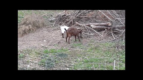Goat Cam Live HD Goat Yard