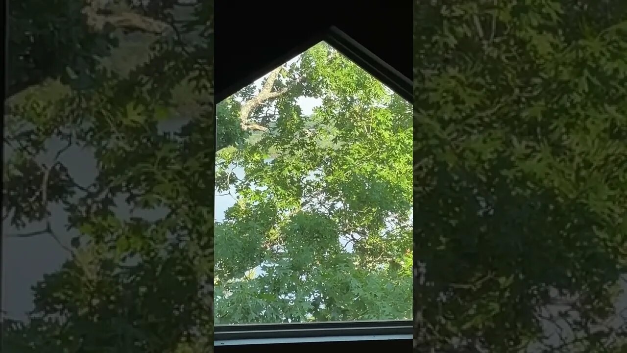 Another house, another window, another bird hitting the window