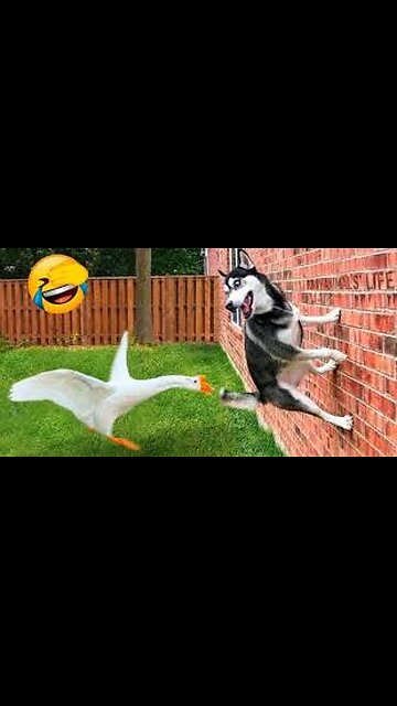 Viral Funny Animal Videos 2024 😂😂