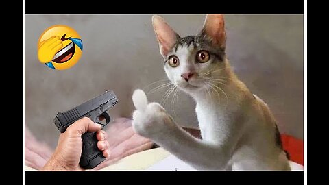 New Funny Animals 😂 Funniest Dogs and Cats Videos 😺🐶 Part 10