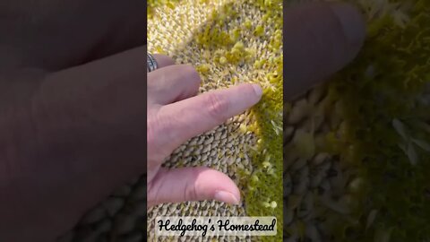 Are sunflowers both female and male #gardeningtips #hedgehogshomestead