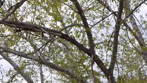 Saturday Projects™.com | Birdwatching - Adult Female Downy Woodpecker - Picoides pubescens