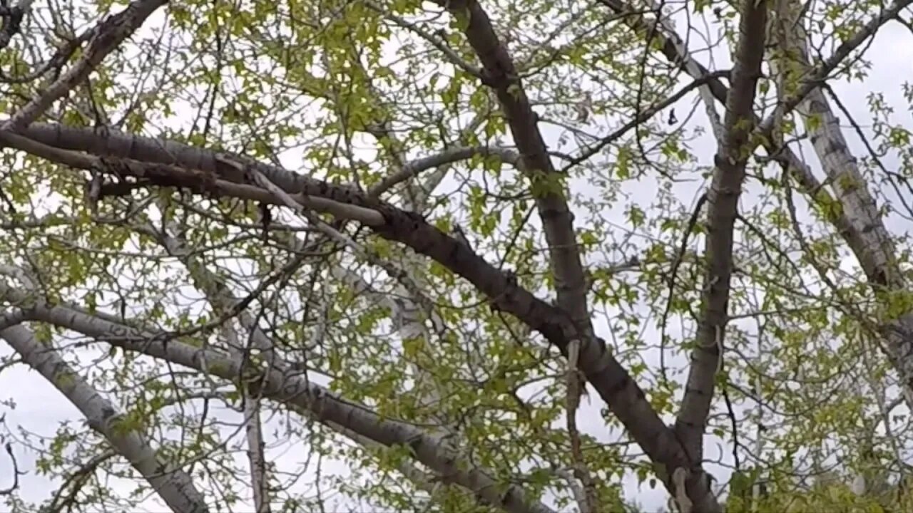 Saturday Projects™.com | Birdwatching - Adult Female Downy Woodpecker - Picoides pubescens