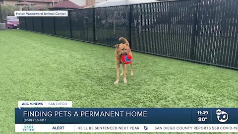 ABC 10News Pet of the Week: Travis