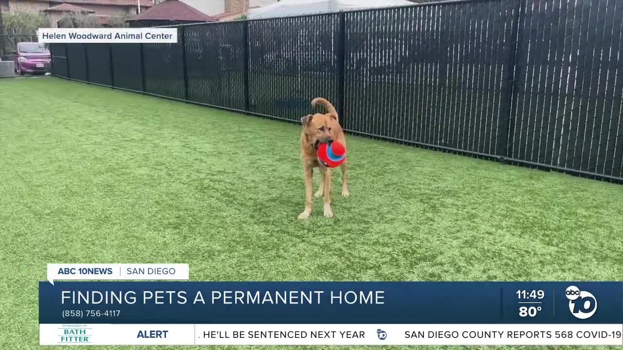 ABC 10News Pet of the Week: Travis