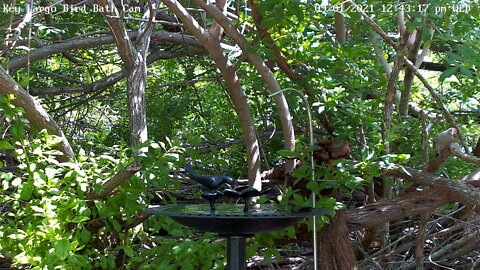 Young Red-bellied Woodpecker