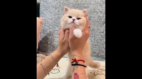 Shocking, a cat like this you have never seen before