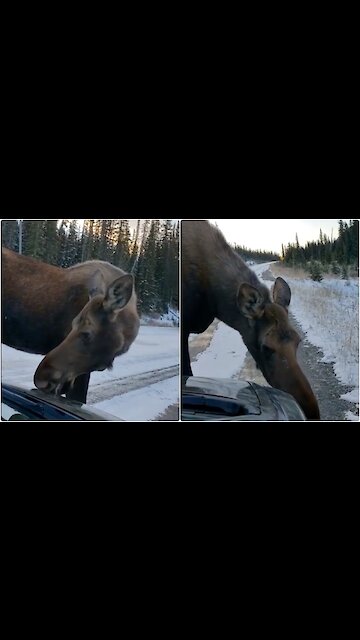 This Is What A Truly Canadian Car Wash Looks Like In The Rocky Mountains (VIDEO)