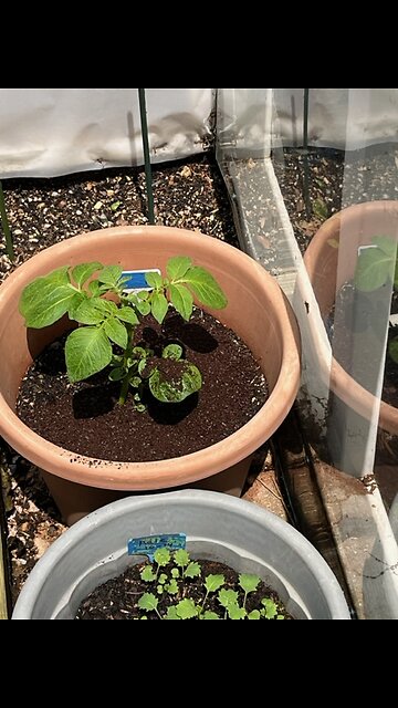 Natural Additives for an Organic Garden