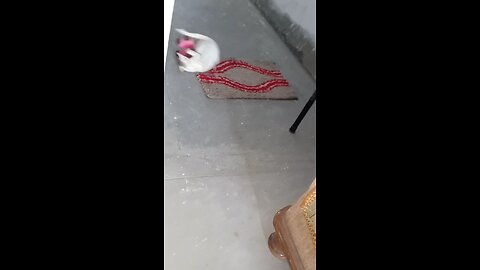cute cat playing