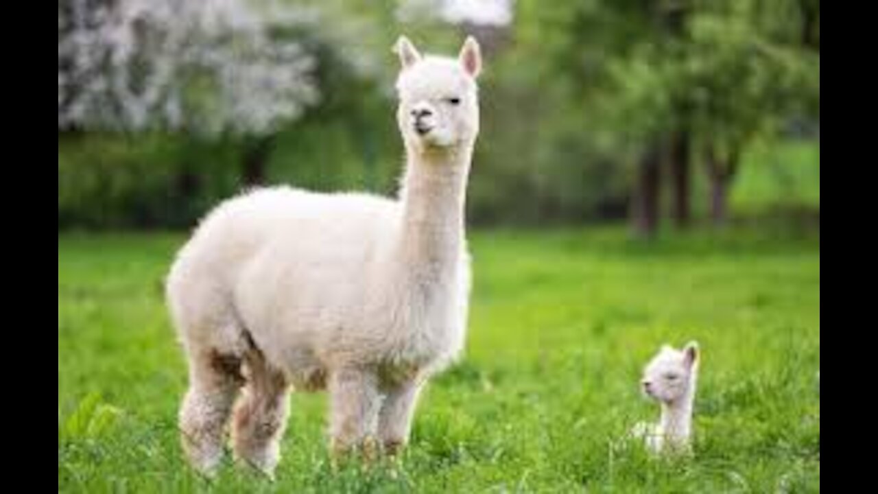 GREEN_SCREEN_ANIMALS__ALPACA