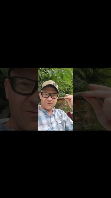 Best Weed Killer Update - Works GREAT [Product Links Below] #shorts