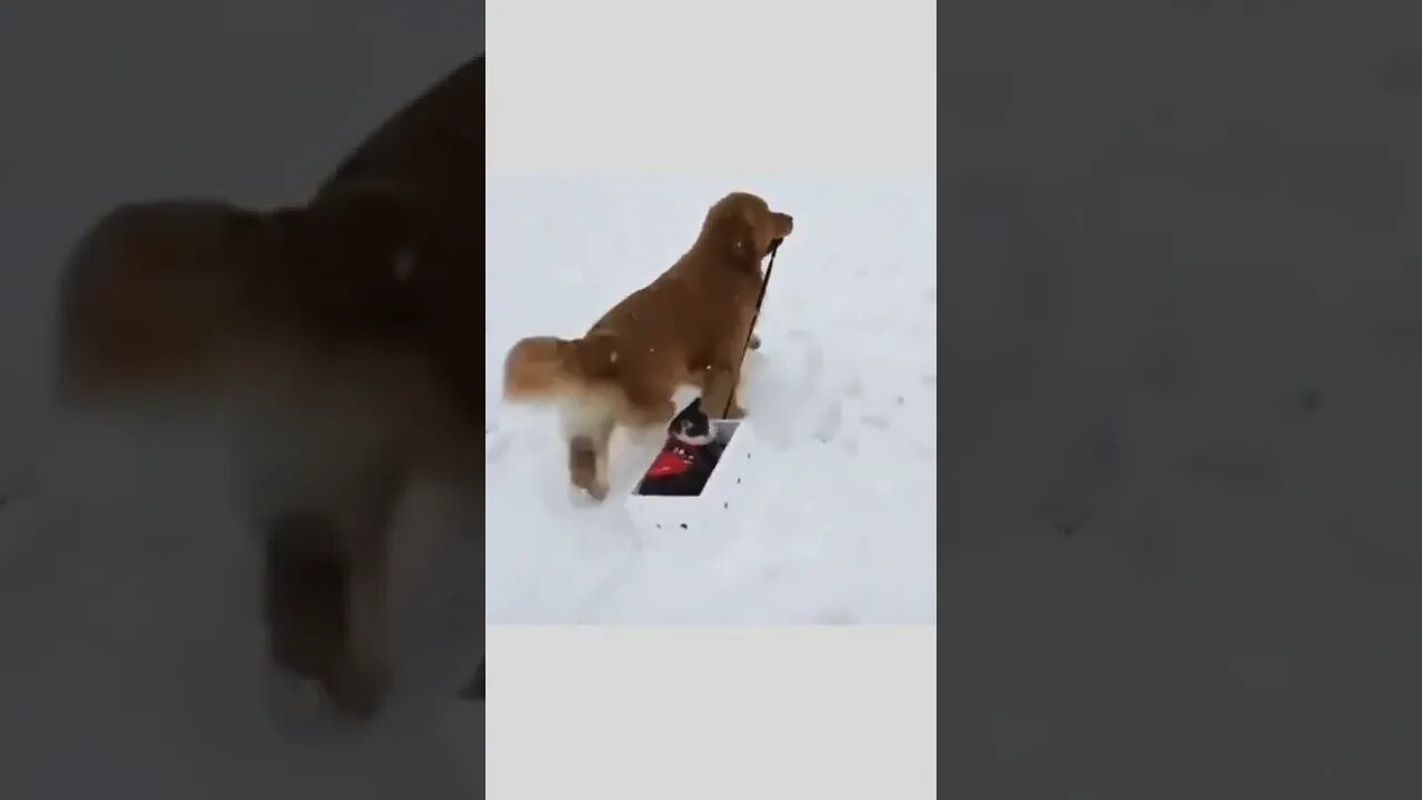 Dog pulls best buddy on sled in snow..🐕🐾🐈🌨️🛷😍