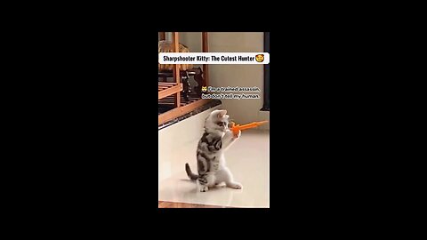 😹FUNNY and CUTE Cats Overload😍 | Animals LOL Moments #funnyanimals #funnycats