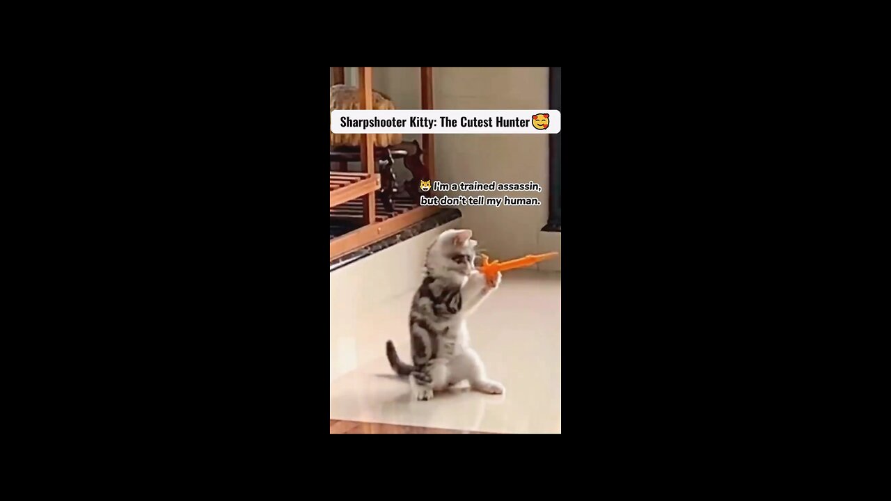 😹FUNNY and CUTE Cats Overload😍 | Animals LOL Moments #funnyanimals #funnycats