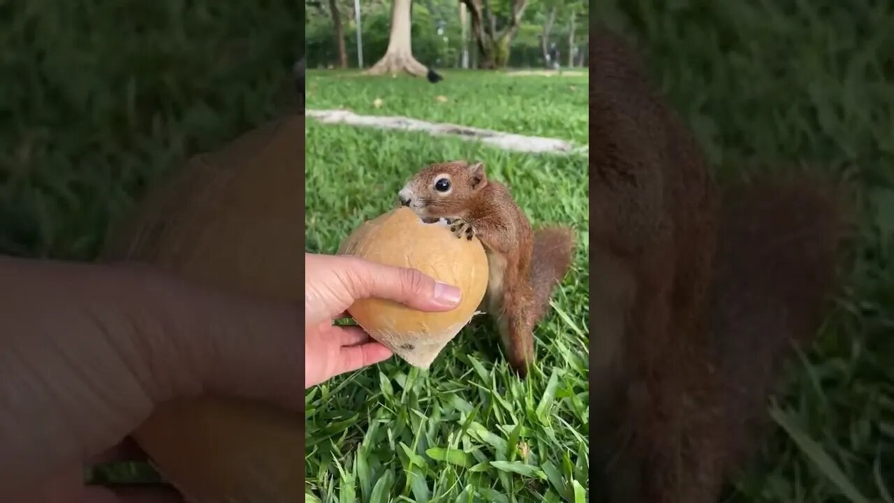 Cute Animals 🐿 ❤ @Tokugame