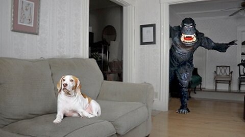 Dog Pranked by Dancing Gorilla: Funny Dog Maymo