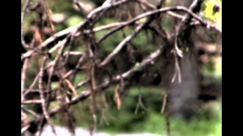 Where the Wild Things Are ~ A Closer Look