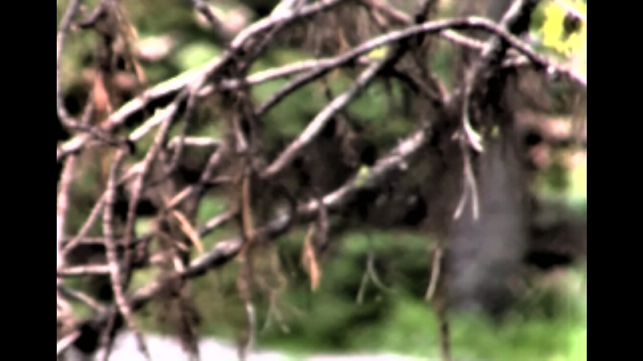 Where the Wild Things Are ~ A Closer Look
