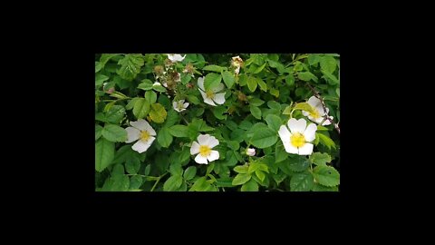 Wild roses flowers