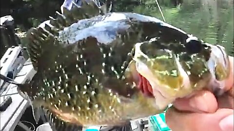 Catching multiple species and having a blast