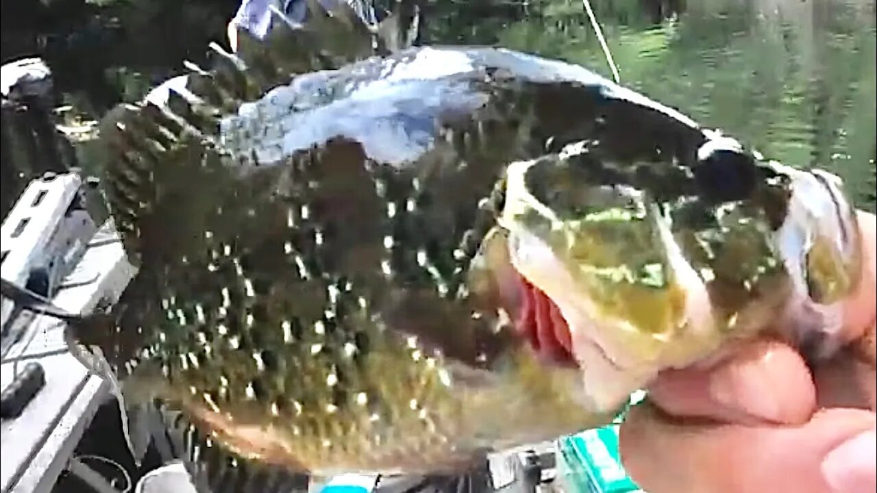 Catching multiple species and having a blast