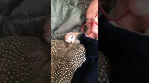 Disabled guinea fowl pecks owner’s glasses and gets scared when phone rings. Watch till end