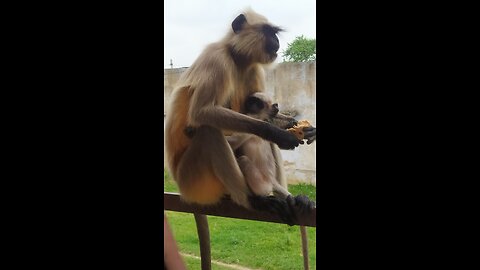 Funny Dogs, Cats and Animals Videos 🤩 TRY Not to Laugh!