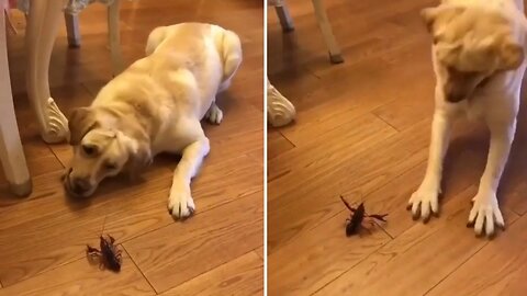 Dog Funny | Dog Cute videos | Dog Funny