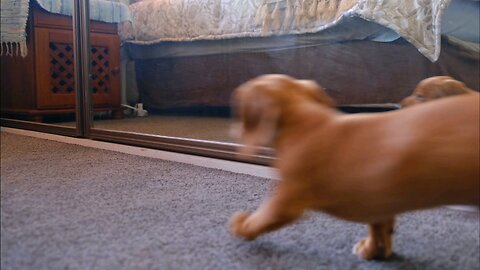 dog playing