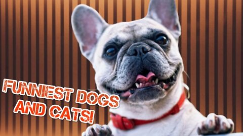 🤣 Funniest 🐶 Dogs and 😻 Cats - Awesome Funny Animals Videos 😇 #14
